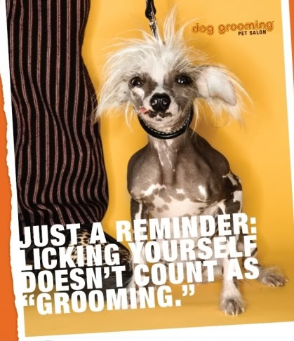 Name:  snapvillage-dog-ad-image.jpg
Views: 45
Size:  55.2 KB