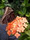 ChefDawna's Avatar