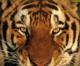SedDeville's Avatar